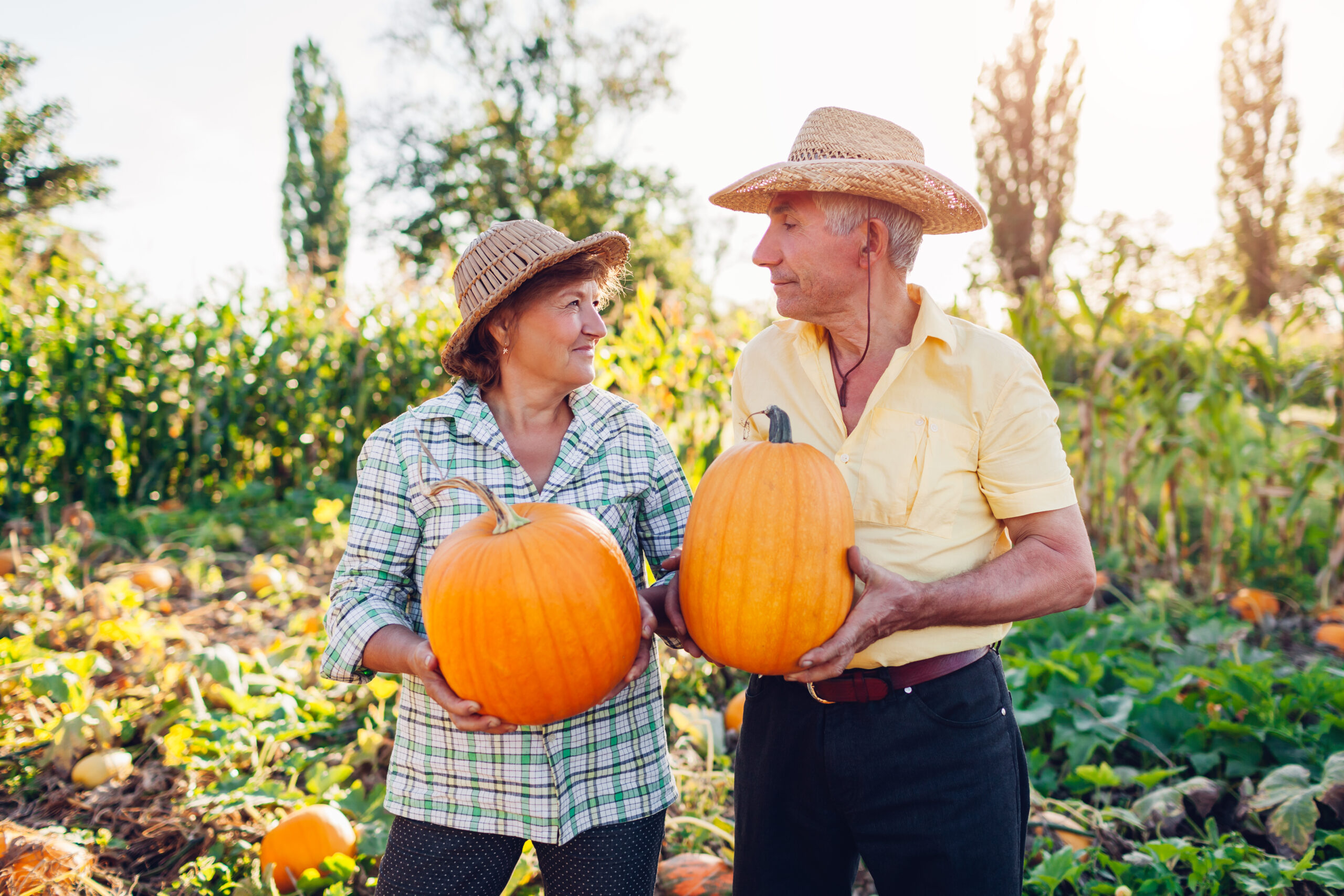 Family couple of senior farmers pick pumpkins in autumn field at sunset. Happy workers harvest vegetables in garden Family couple of senior farmers picking pumpkins in autumn field at sunset. Happy man and woman harvesting fresh organic vegetables in fall garden.