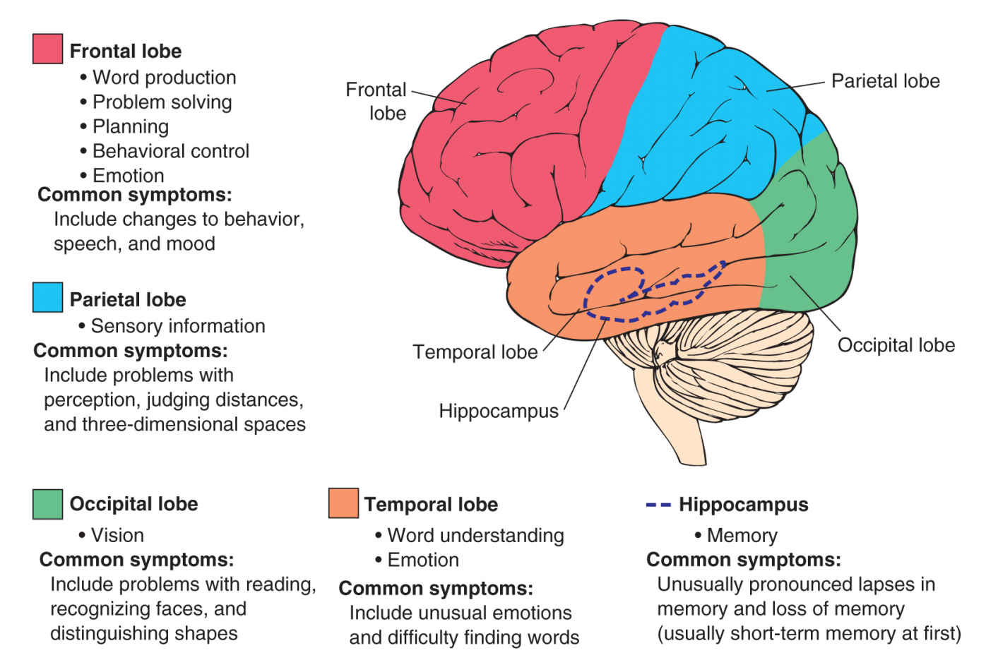 How dementia affects the brain