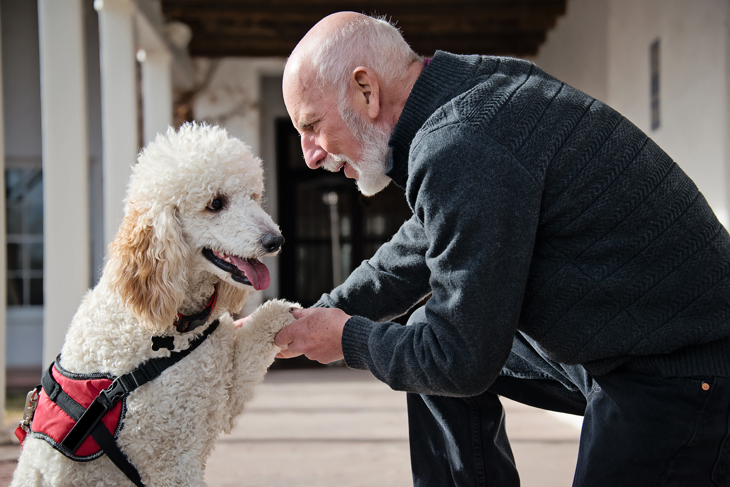 A man shaking paws with a white poodle.