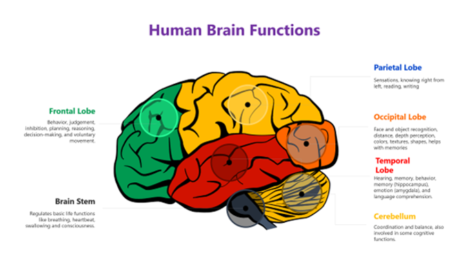 oadc brain functions infographic
